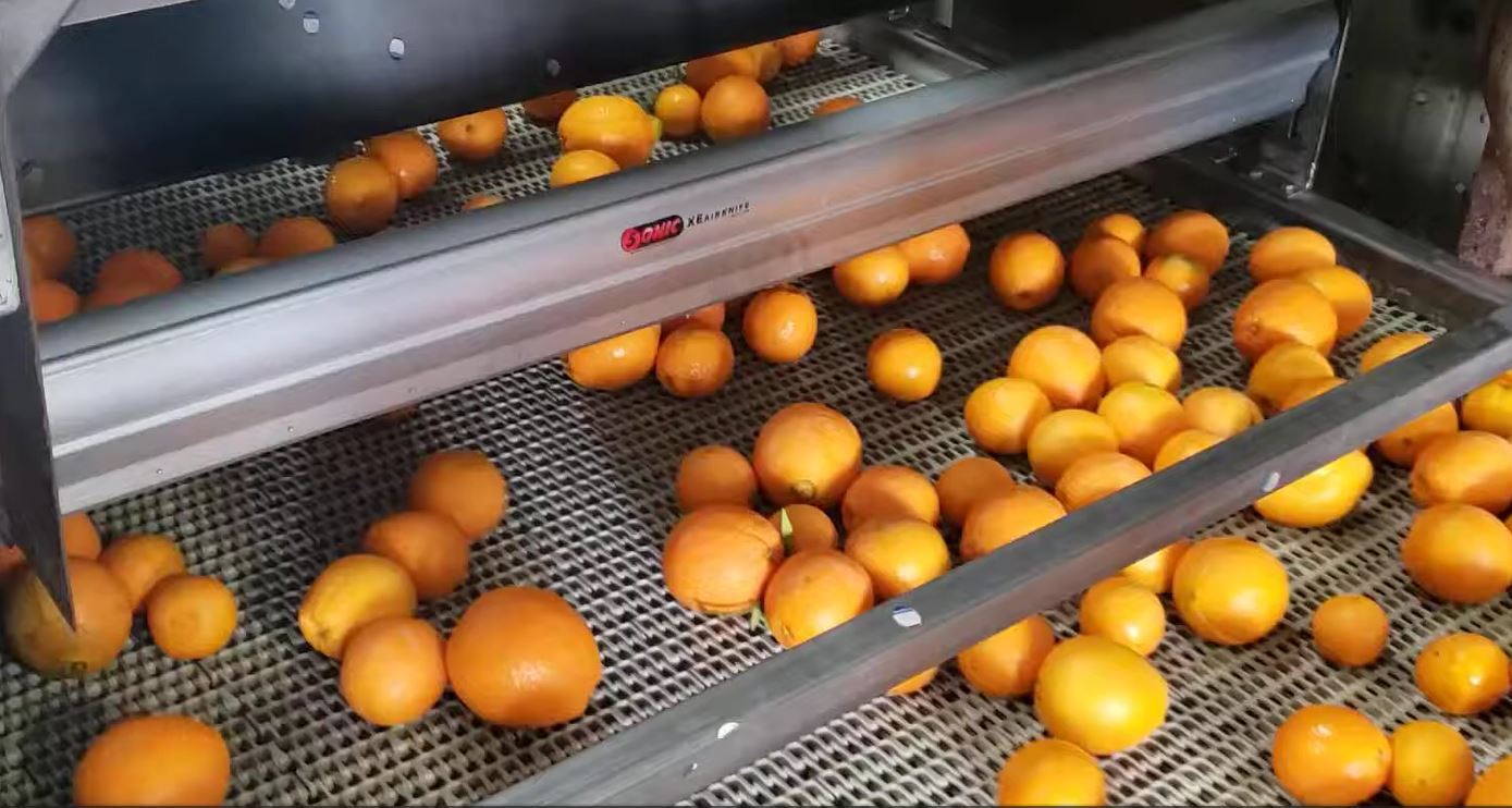 Oranges moving through a Sonic air knife drying system before wax application